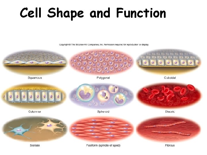 Cell Shape and Function 