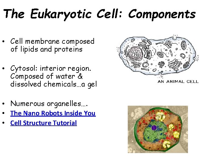 The Eukaryotic Cell: Components • Cell membrane composed of lipids and proteins • Cytosol: