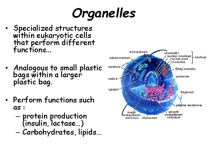 Organelles • Specialized structures within eukaryotic cells that perform different functions. . . •