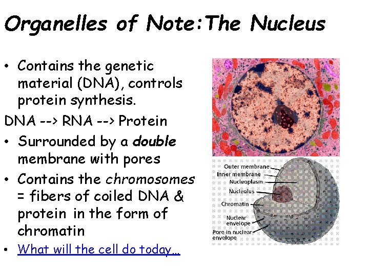 Organelles of Note: The Nucleus • Contains the genetic material (DNA), controls protein synthesis.