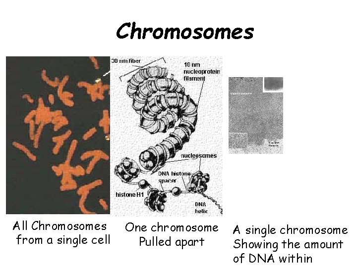 Chromosomes All Chromosomes from a single cell One chromosome Pulled apart A single chromosome