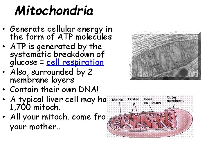 Mitochondria • Generate cellular energy in the form of ATP molecules • ATP is