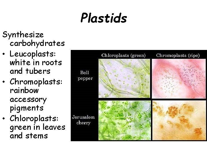 Plastids Synthesize carbohydrates • Leucoplasts: white in roots and tubers • Chromoplasts: rainbow accessory