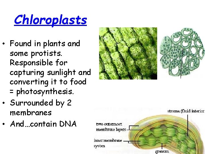 Chloroplasts • Found in plants and some protists. Responsible for capturing sunlight and converting