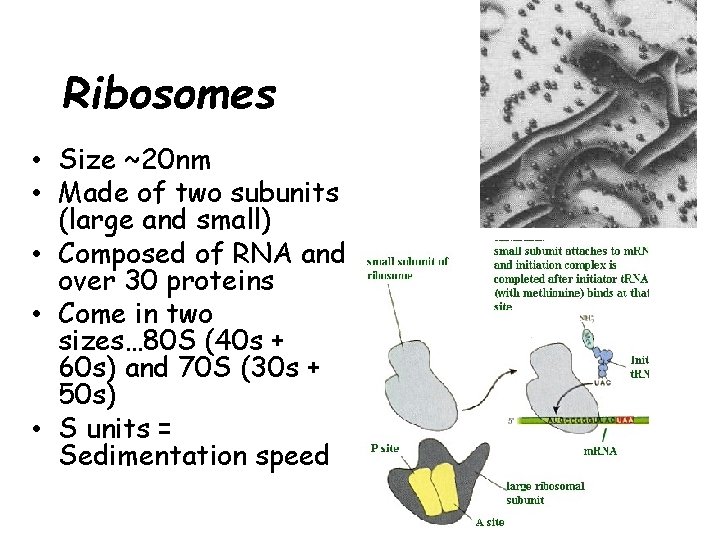 Ribosomes • Size ~20 nm • Made of two subunits (large and small) •
