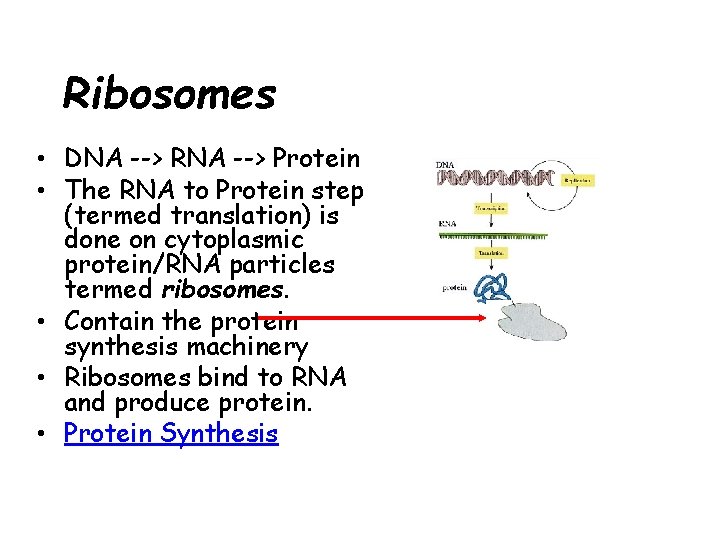 Ribosomes • DNA --> RNA --> Protein • The RNA to Protein step (termed