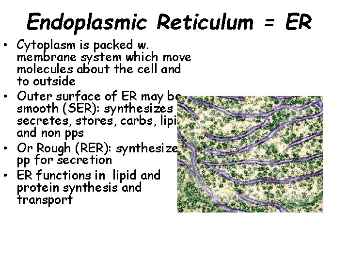 Endoplasmic Reticulum = ER • Cytoplasm is packed w. membrane system which move molecules