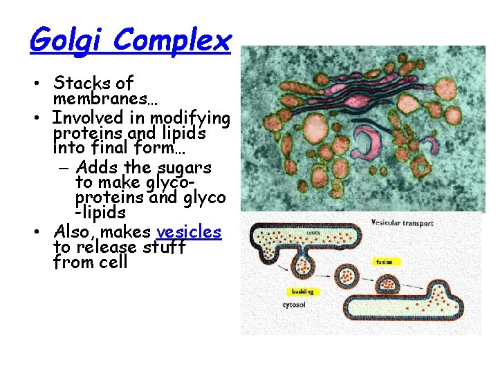 Golgi Complex • Stacks of membranes… • Involved in modifying proteins and lipids into