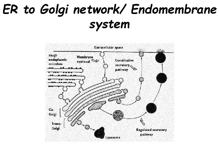 ER to Golgi network/ Endomembrane system 