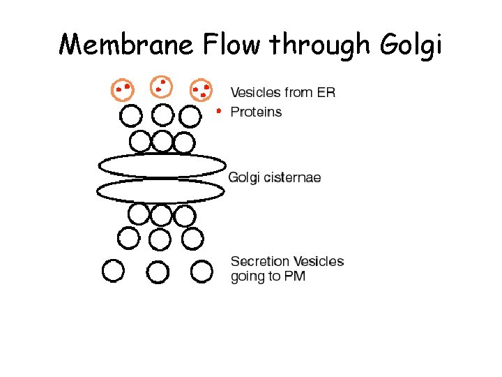 Membrane Flow through Golgi 