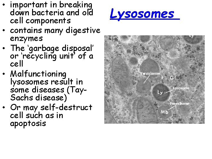  • important in breaking down bacteria and old cell components • contains many
