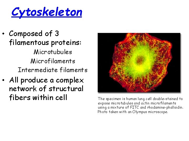 Cytoskeleton • Composed of 3 filamentous proteins: Microtubules Microfilaments Intermediate filaments • All produce