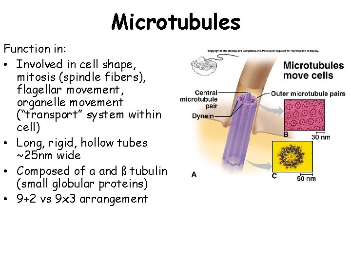 Microtubules Function in: • Involved in cell shape, mitosis (spindle fibers), flagellar movement, organelle