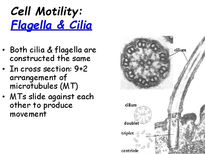 Cell Motility: Flagella & Cilia • Both cilia & flagella are constructed the same