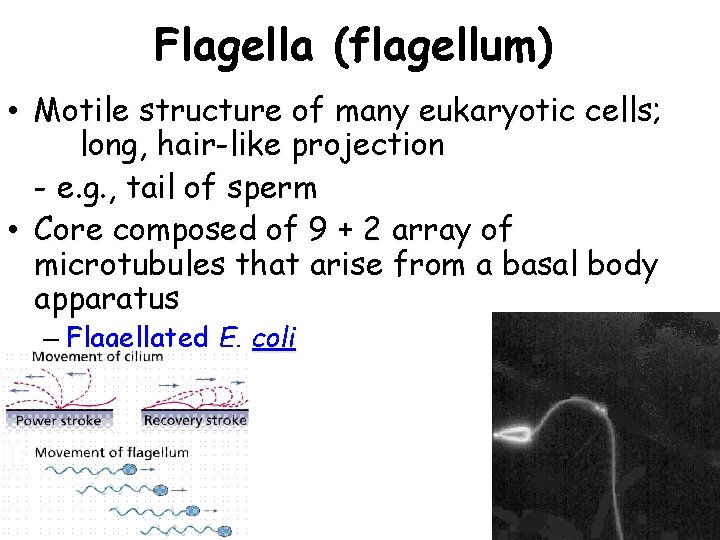 Flagella (flagellum) • Motile structure of many eukaryotic cells; long, hair-like projection - e.