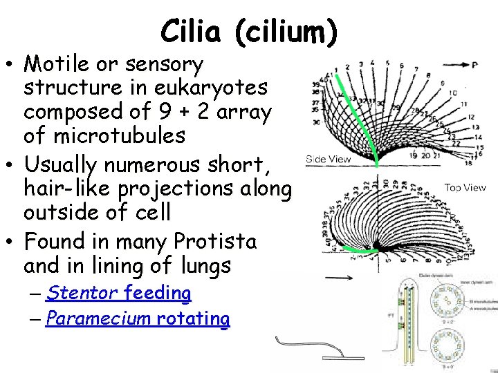 Cilia (cilium) • Motile or sensory structure in eukaryotes composed of 9 + 2