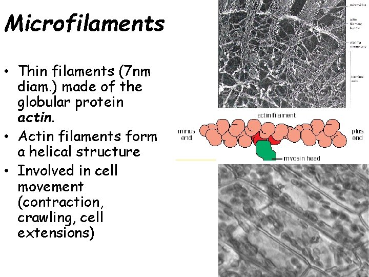 Microfilaments • Thin filaments (7 nm diam. ) made of the globular protein actin.