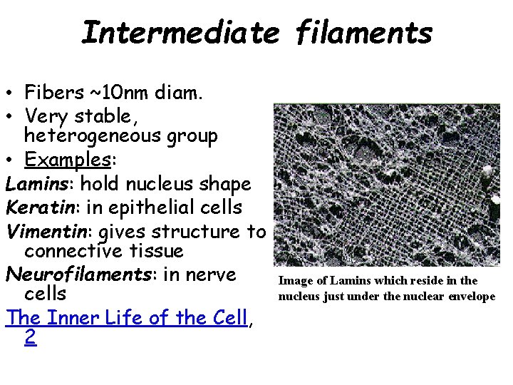 Intermediate filaments • Fibers ~10 nm diam. • Very stable, heterogeneous group • Examples: