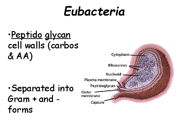 Eubacteria • Peptido glycan cell walls (carbos & AA) • Separated into Gram +