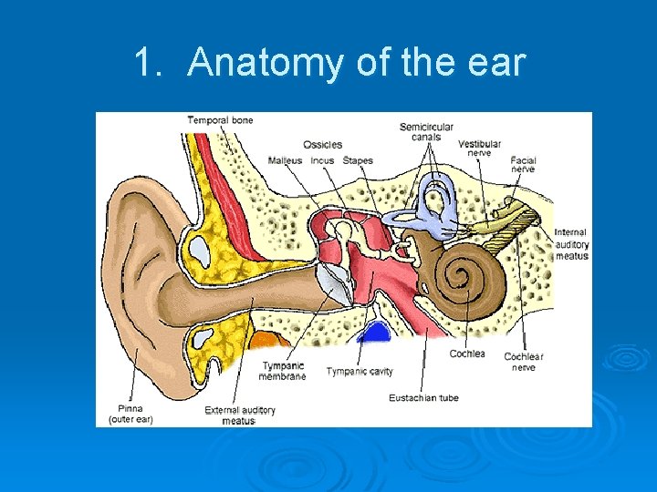 1. Anatomy of the ear 