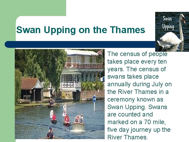 Swan Upping on the Thames l The census of people takes place every ten