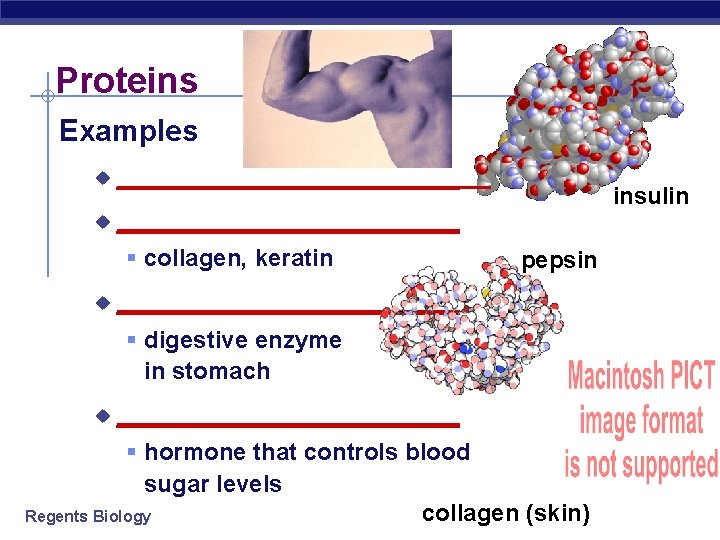 Proteins Examples u ______________________ § collagen, keratin u insulin pepsin ___________ § digestive enzyme