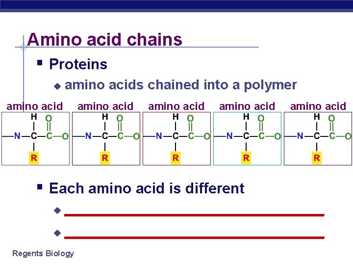 Amino acid chains § Proteins u amino acids chained into a polymer amino acid