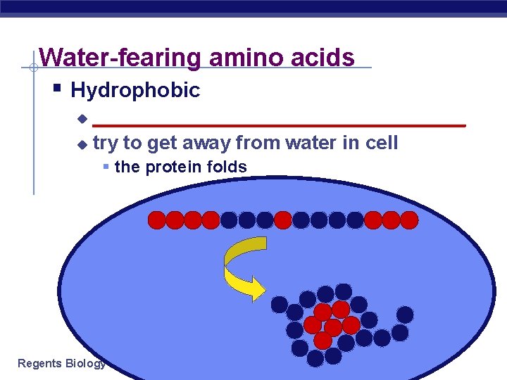 Water-fearing amino acids § Hydrophobic _________________ u try to get away from water in