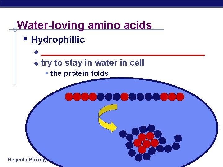 Water-loving amino acids § Hydrophillic _________________ u try to stay in water in cell