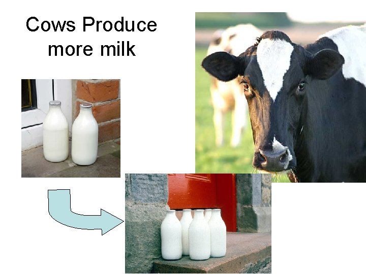 Cows Produce more milk 