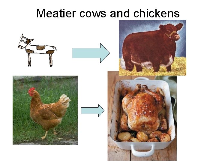 Meatier cows and chickens 