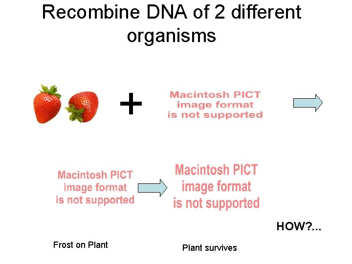 Recombine DNA of 2 different organisms + HOW? . . . Frost on Plant