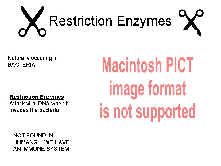Restriction Enzymes Naturally occuring in BACTERIA Restriction Enzymes Attack viral DNA when it invades