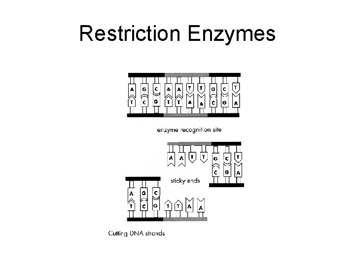 Restriction Enzymes 