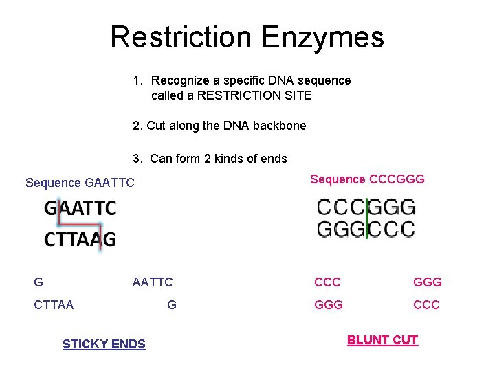 Restriction Enzymes 1. Recognize a specific DNA sequence called a RESTRICTION SITE 2. Cut