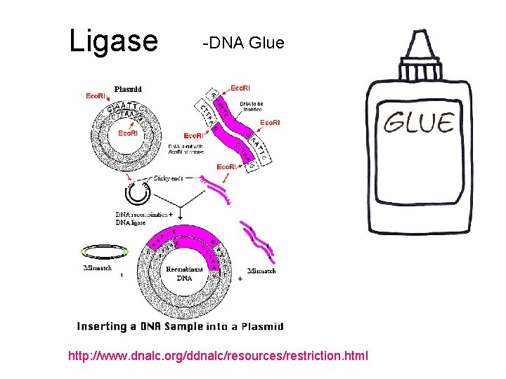 Ligase -DNA Glue http: //www. dnalc. org/ddnalc/resources/restriction. html 