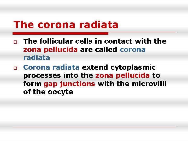 The corona radiata o o The follicular cells in contact with the zona pellucida