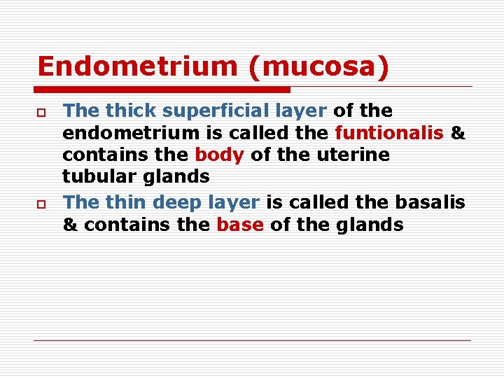 Endometrium (mucosa) o o The thick superficial layer of the endometrium is called the