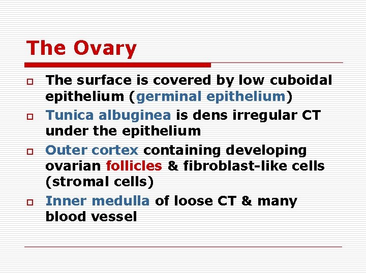 The Ovary o o The surface is covered by low cuboidal epithelium (germinal epithelium)