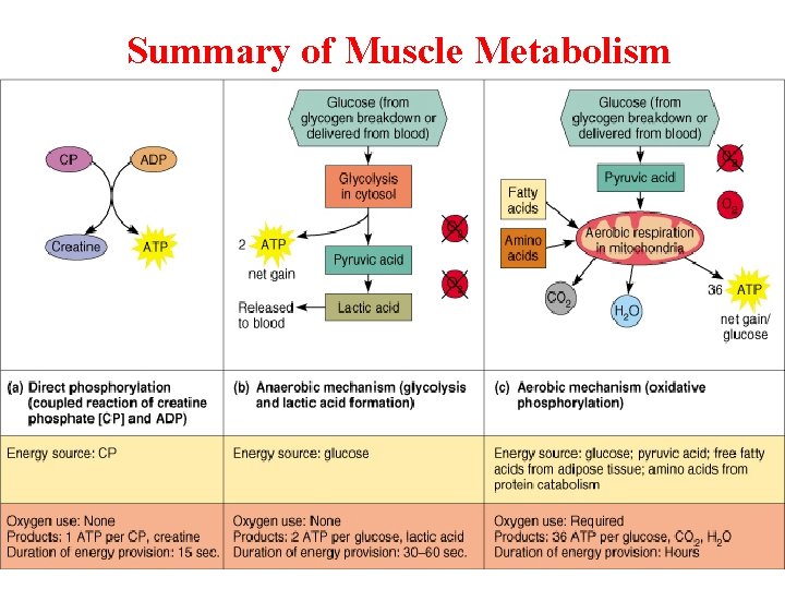 Summary of Muscle Metabolism 