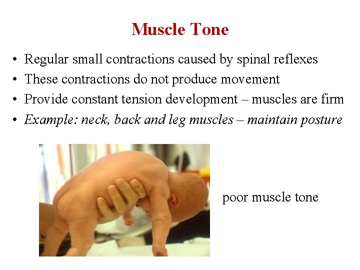 Muscle Tone • • Regular small contractions caused by spinal reflexes These contractions do