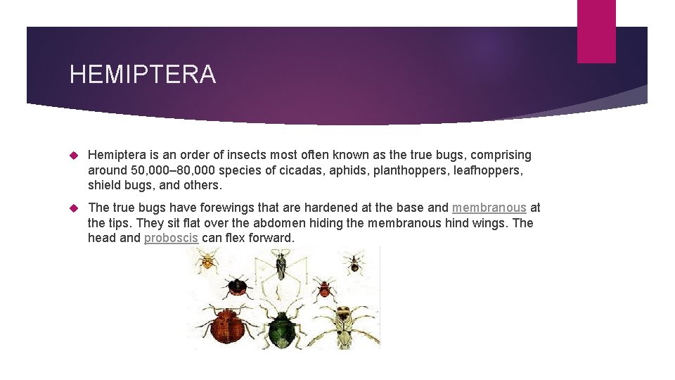 HEMIPTERA Hemiptera is an order of insects most often known as the true bugs,