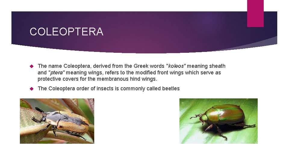 COLEOPTERA The name Coleoptera, derived from the Greek words "koleos" meaning sheath and "ptera"