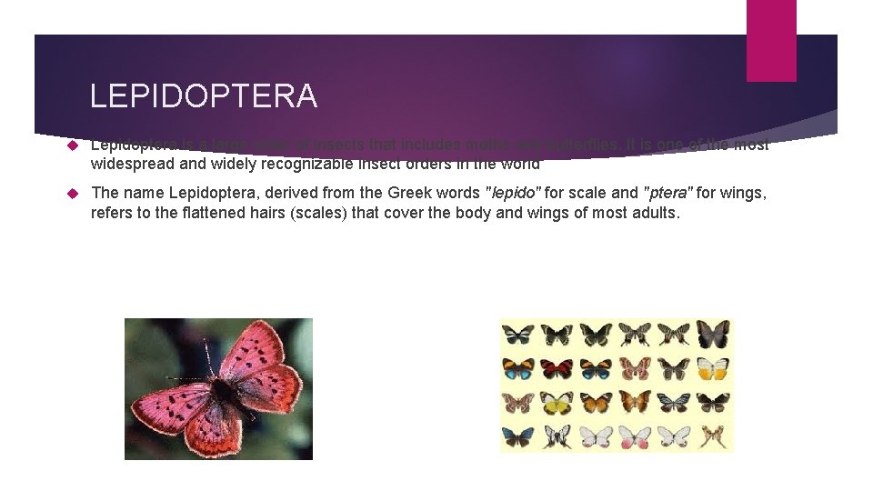 LEPIDOPTERA Lepidoptera is a large order of insects that includes moths and butterflies. It
