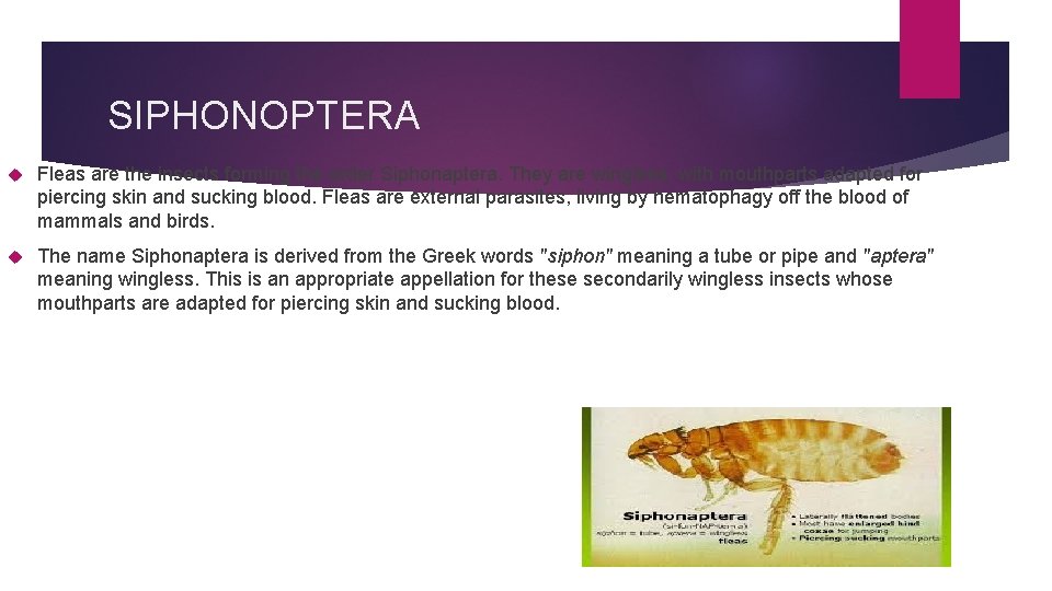 SIPHONOPTERA Fleas are the insects forming the order Siphonaptera. They are wingless, with mouthparts