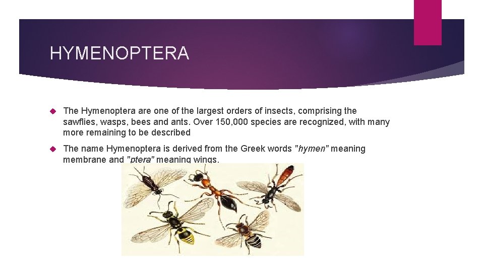 HYMENOPTERA The Hymenoptera are one of the largest orders of insects, comprising the sawflies,