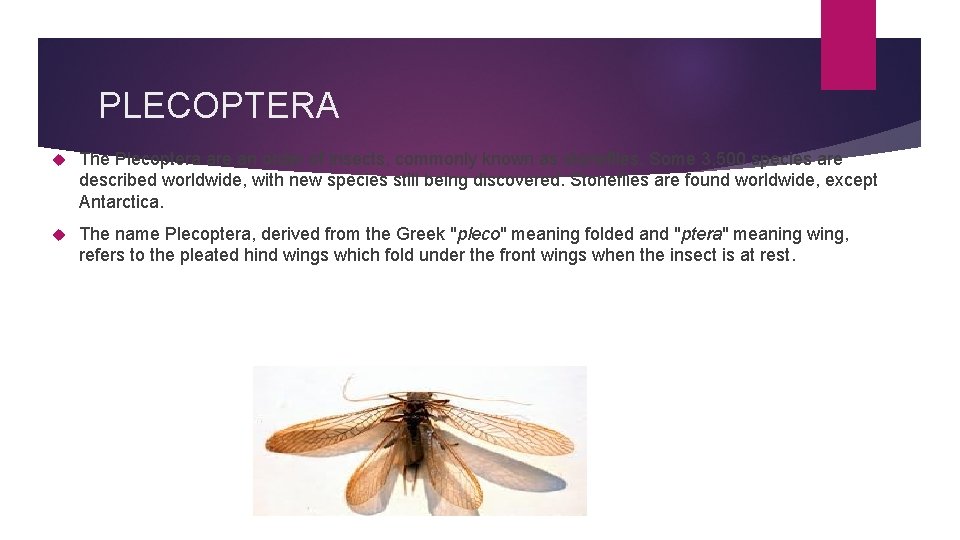 PLECOPTERA The Plecoptera are an order of insects, commonly known as stoneflies. Some 3,