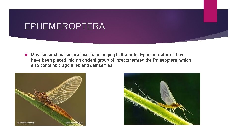 EPHEMEROPTERA Mayflies or shadflies are insects belonging to the order Ephemeroptera. They have been