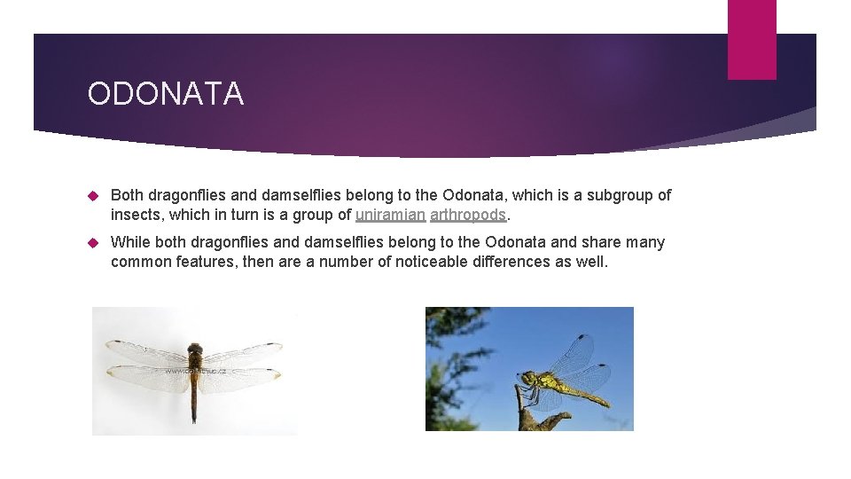 ODONATA Both dragonflies and damselflies belong to the Odonata, which is a subgroup of