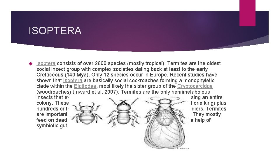 ISOPTERA Isoptera consists of over 2600 species (mostly tropical). Termites are the oldest social